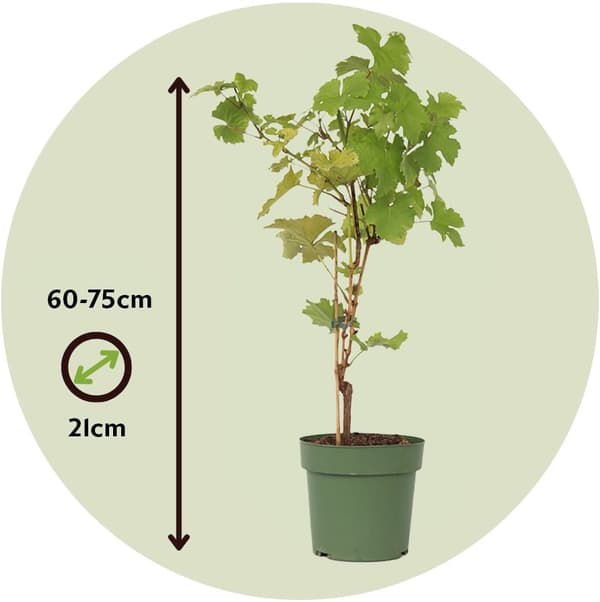 Druvväxt - Vitis vinifera ‘Himrod’ - Höjd 60-75cm - ⌀21cm