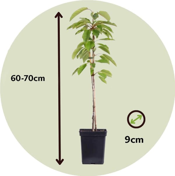 Fruktträdsblandning Pokon - Set om 4 - Malus, Pryus, Prunus - H60-70cm - ⌀9cm
