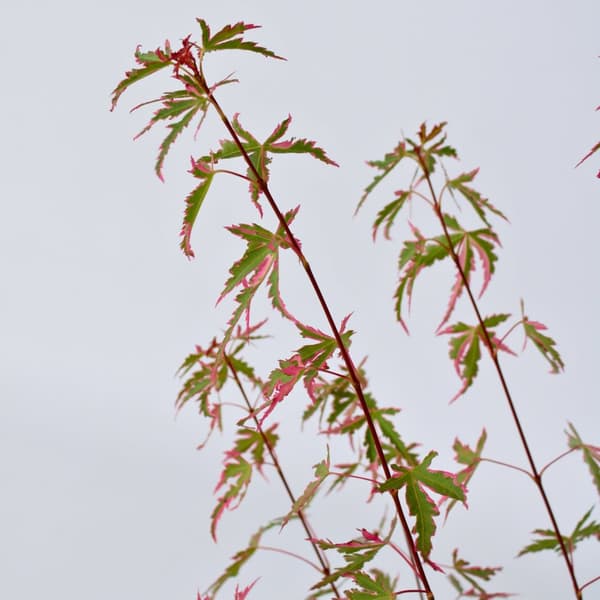 Japansk Lönn - Acer palmatum Taylor - Höjd 35-55cm - Pot 15cm