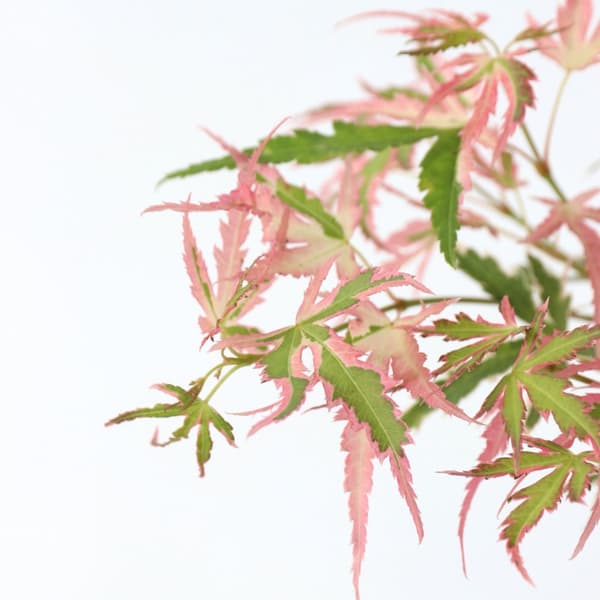 Japansk Lönn - Acer palmatum Taylor - Höjd 35-55cm - Pot 15cm
