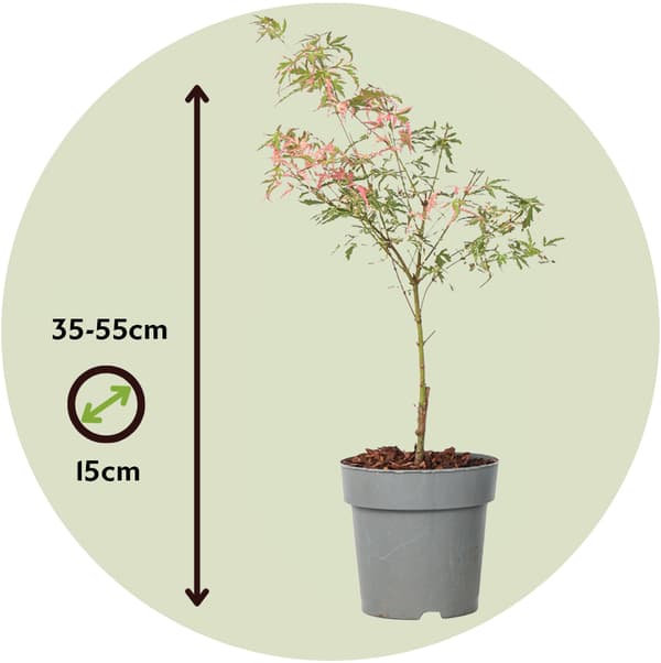 Japansk Lönn - Acer palmatum Taylor - Höjd 35-55cm - Pot 15cm