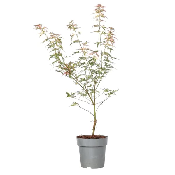 Japansk Lönn - Acer palmatum Taylor - Höjd 35-55cm - Pot 15cm