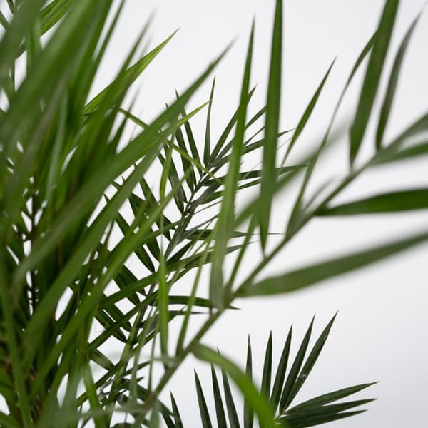 Kanariepalm - Phoenix canariensis - Höjd 50-60cm - ⌀15cm