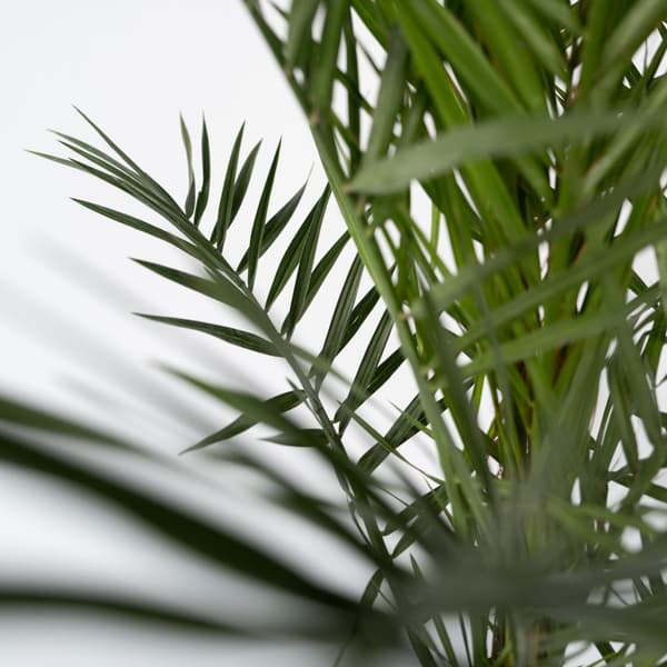 Kanariepalm - Phoenix canariensis - Höjd 50-60cm - ⌀15cm