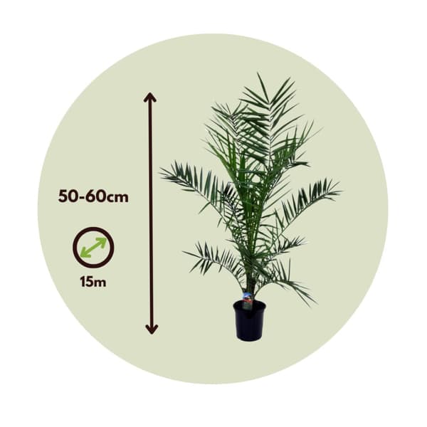 Kanariepalm - Phoenix canariensis - Höjd 50-60cm - ⌀15cm
