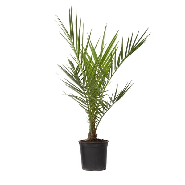 Kanariepalm - Phoenix canariensis - Höjd 50-60cm - ⌀15cm