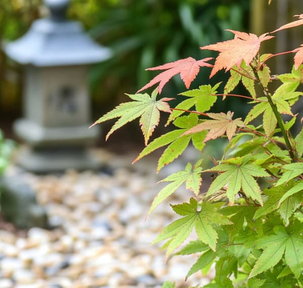 Japansk lönn - 4 st - Acer palmatum 'Orange Dream' - Höjd 25-40cm - ø10,5cm