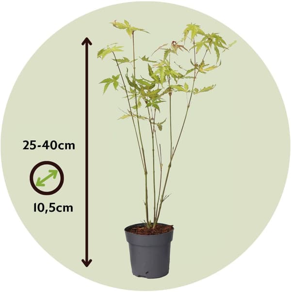 Japansk lönn - 4 st - Acer palmatum 'Orange Dream' - Höjd 25-40cm - ø10,5cm
