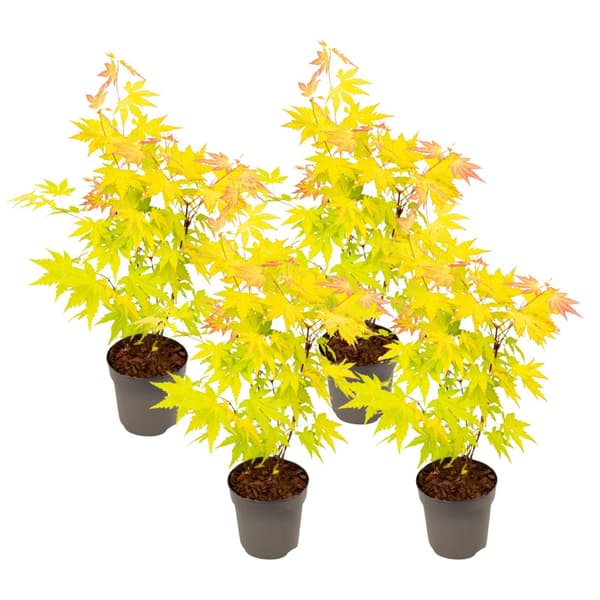 Japansk lönn - 4 st - Acer palmatum 'Orange Dream' - Höjd 25-40cm - ø10,5cm
