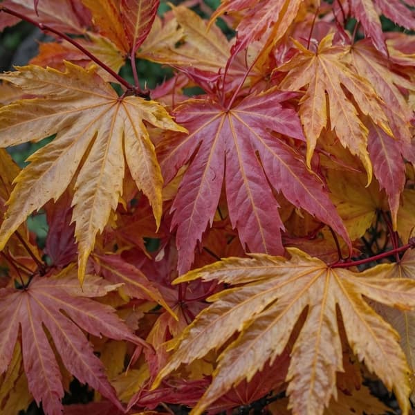 Japanin vaahtera - Acer palmatum 'Orange Dream' - Korkeus 25-40cm - ⌀10,5cm