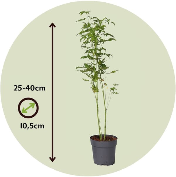 Japansk lönn - 4 st - Acer palmatum 'Going Green' - Höjd 25-40cm - ø10,5cm
