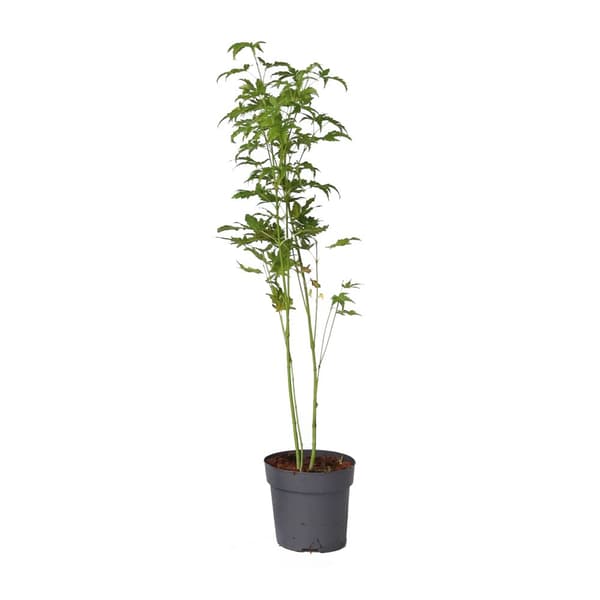 Japansk ahorn - Acer palmatum 'Going Green' - Højde 25-40cm - ø10,5cm