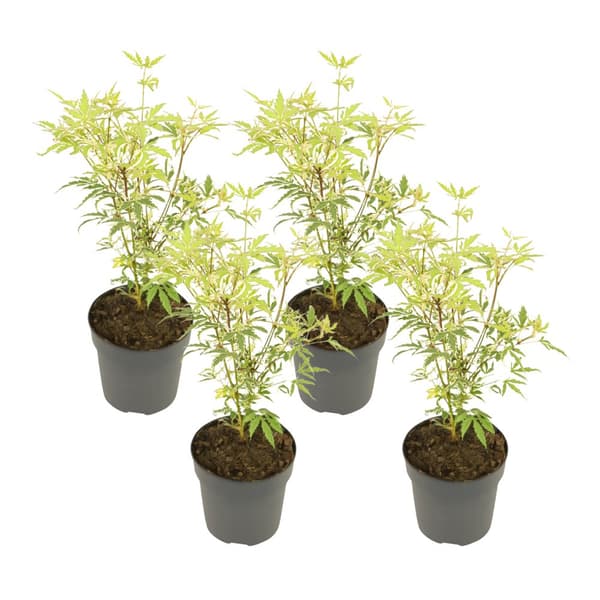 Japansk lönn - 4 st - Acer palmatum 'Butterfly' - Höjd 25-40cm - ø10,5cm