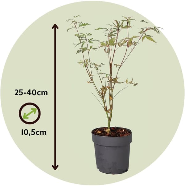 Japanin vaahtera - Acer palmatum 'Butterfly' - Korkeus 25-40cm - ⌀10,5cm