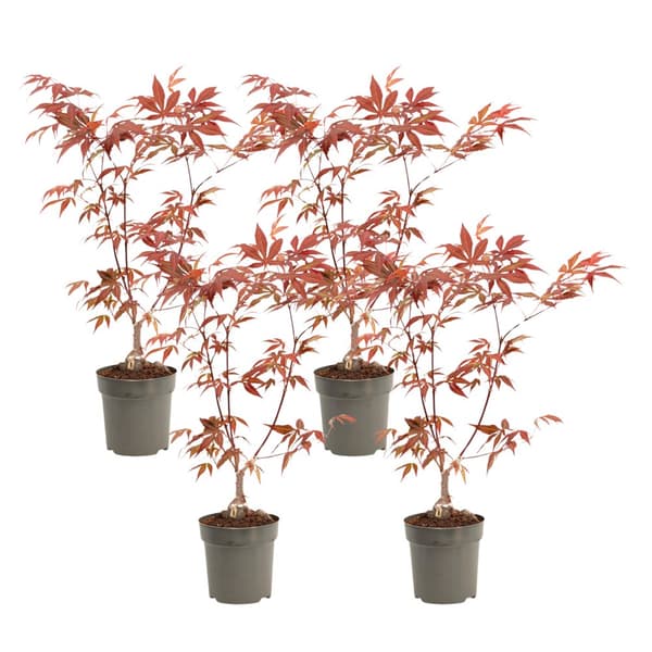 Japansk lönn - 4 st - Acer palmatum 'atropurpureum' - Höjd 25-40cm - ø10,5cm