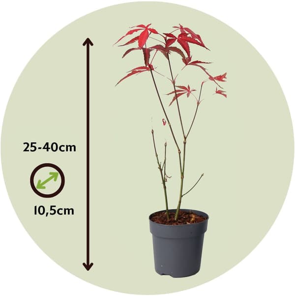 Japansk lönn - Acer palmatum 'atropurpureum' - Höjd 25-40cm - ø10,5cm
