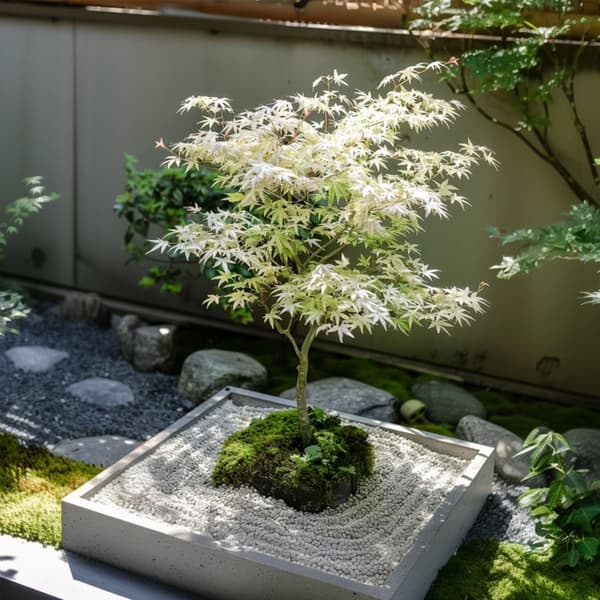 Japansk lönn - Set om 2 - Acer palmatum 'Ukigumo' - Höjd 35-55cm - ⌀15cm