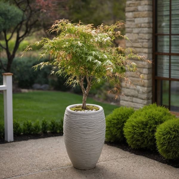 Japansk lönn - Set om 2 - Acer palmatum 'Ukigumo' - Höjd 35-55cm - ⌀15cm