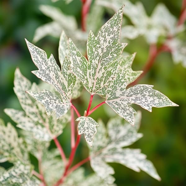 Japansk lönn - Set om 2 - Acer palmatum 'Ukigumo' - Höjd 35-55cm - ⌀15cm