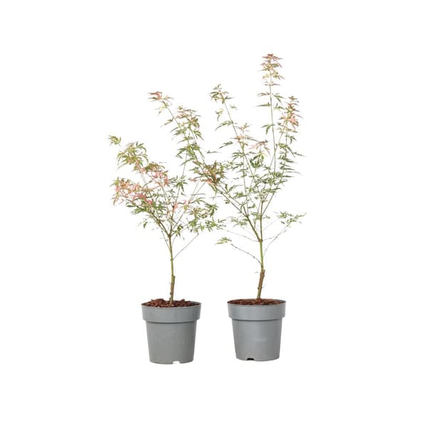 Japansk lönn - Set om 2 - Acer Palmatum 'Taylor' - Höjd 35-55cm - ⌀15cm