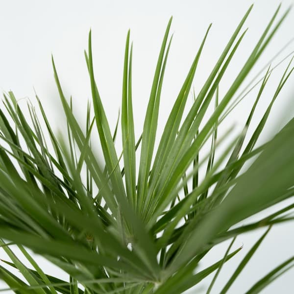 Europeiska Dvärgpalm - Set om 2 - Chamaerops humilis - Höjd 70-80cm - ⌀21cm