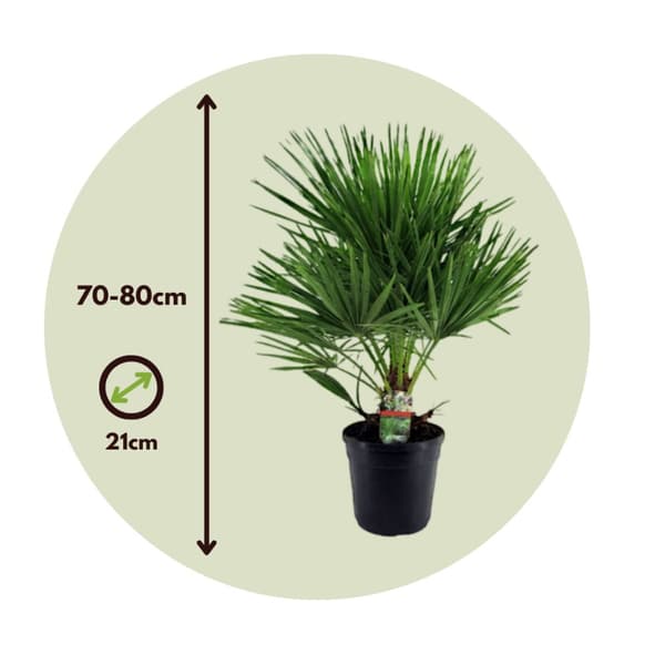 Europeiska Dvärgpalm - Set om 2 - Chamaerops humilis - Höjd 70-80cm - ⌀21cm