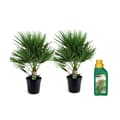 Miniatyrbild 1 av 6: Europeiska Dvärgpalm - Set om 2 - Chamaerops humilis - Höjd 70-80cm - ⌀21cm