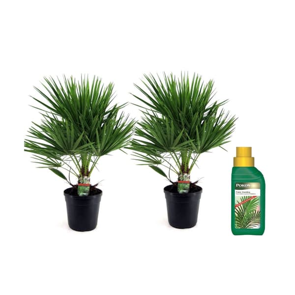 Europeiska Dvärgpalm - Set om 2 - Chamaerops humilis - Höjd 70-80cm - ⌀21cm