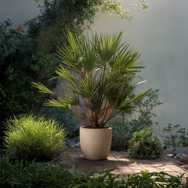 Europeiska Dvärgpalm - Chamaerops humilis - Höjd 70-80cm - ⌀21cm