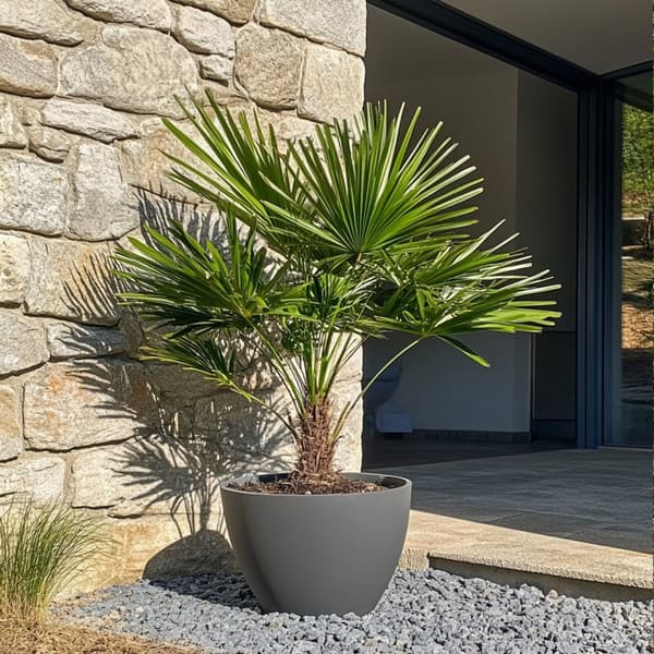 Europeiska Dvärgpalm - Chamaerops humilis - Höjd 70-80cm - ⌀21cm