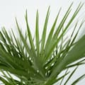 Miniatyrbild 5 av 6: Europeiska Dvärgpalm - Chamaerops humilis - Höjd 70-80cm - ⌀21cm