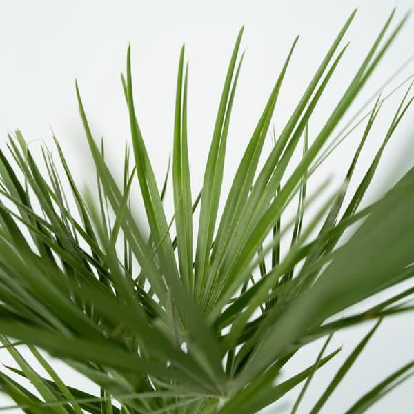 Europeiska Dvärgpalm - Chamaerops humilis - Höjd 70-80cm - ⌀21cm