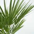 Miniatyrbild 6 av 6: Europeiska Dvärgpalm - Chamaerops humilis - Höjd 70-80cm - ⌀21cm