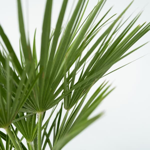Europeiska Dvärgpalm - Chamaerops humilis - Höjd 70-80cm - ⌀21cm