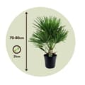 Miniatyrbild 2 av 6: Europeiska Dvärgpalm - Chamaerops humilis - Höjd 70-80cm - ⌀21cm
