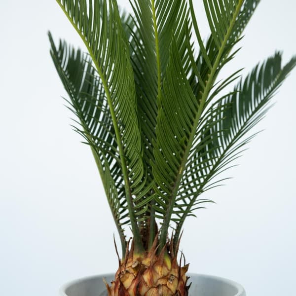 Sago palm - Set om 2 - Cycas revoluta - Höjd 45-60cm - ⌀15cm
