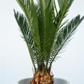Miniatyrbild 3 av 3: Sago palm - Set om 2 - Cycas revoluta - Höjd 45-60cm - ⌀15cm