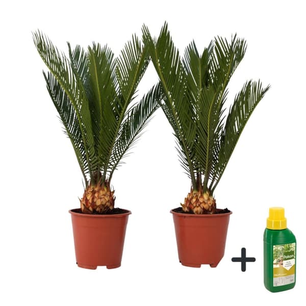 Sago palm - Set om 2 - Cycas revoluta - Höjd 45-60cm - ⌀15cm