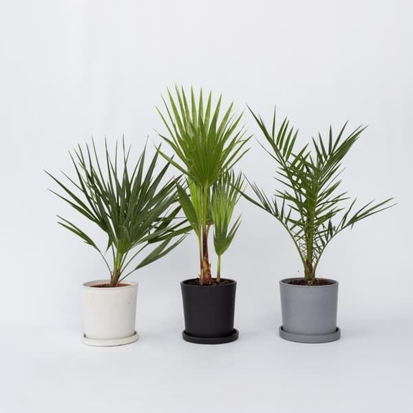 Udendørs Palmeblanding - Med plantefoder - Sæt med 3 - Højde 50-70cm - ⌀15cm