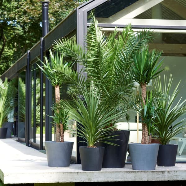 Udendørs Palmeblanding - Med plantefoder - Sæt med 3 - Højde 50-70cm - ⌀15cm