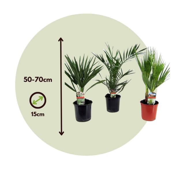 Udendørs Palmeblanding - Med plantefoder - Sæt med 3 - Højde 50-70cm - ⌀15cm