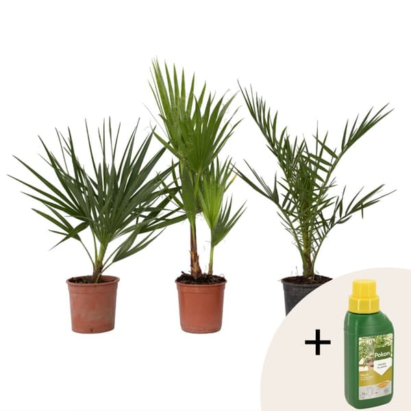 Udendørs Palmeblanding - Med plantefoder - Sæt med 3 - Højde 50-70cm - ⌀15cm