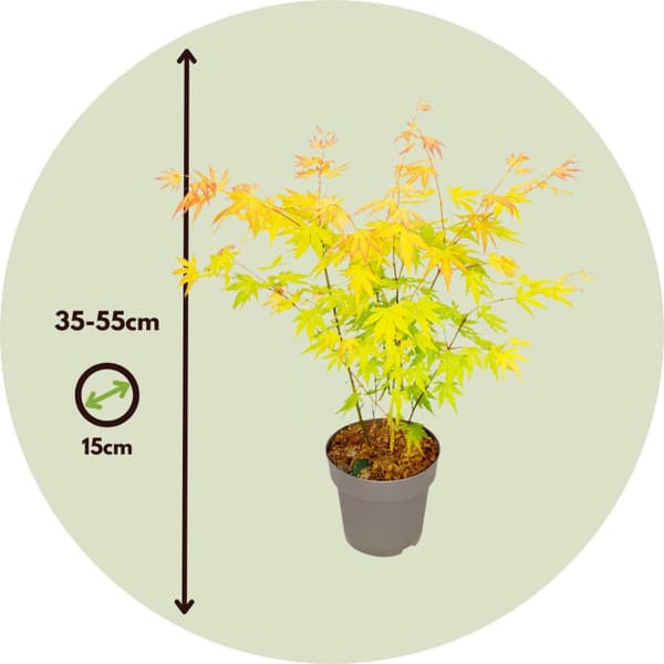 Japansk lönn - Set om 2 - Acer palm. 'Orange Dream' - Höjd 35-55cm - ⌀15cm