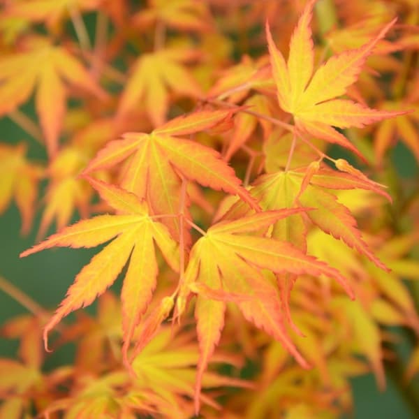 Japansk ahorn - Acer palmatum 'Orange Dream' - Højde 35-55cm - ⌀15cm