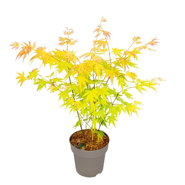 Japansk ahorn - Acer palmatum 'Orange Dream' - Højde 35-55cm - ⌀15cm