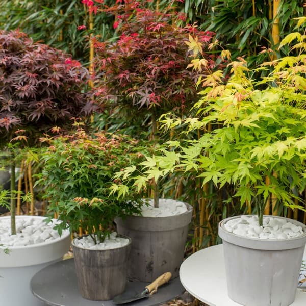 Japansk ahorn - 4 stk - Acer palmatum 'Mix' - Højde 35-55cm - ⌀15cm