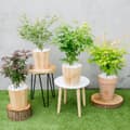 Miniatyrbillede 2 af 3: Japansk ahorn - 4 stk - Acer palmatum 'Mix' - Højde 35-55cm - ⌀15cm