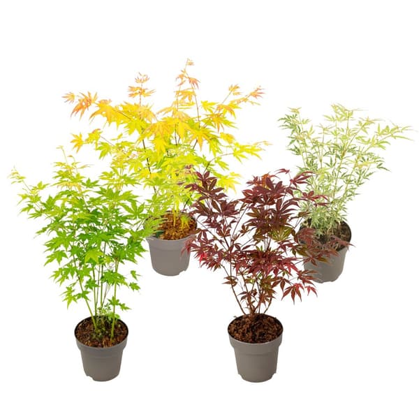 Japansk ahorn - 4 stk - Acer palmatum 'Mix' - Højde 35-55cm - ⌀15cm