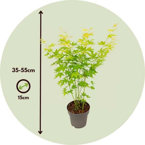 Japansk ahorn - 2 stk - Acer palmatum 'Going Green' - Højde 35-55cm - ⌀15cm