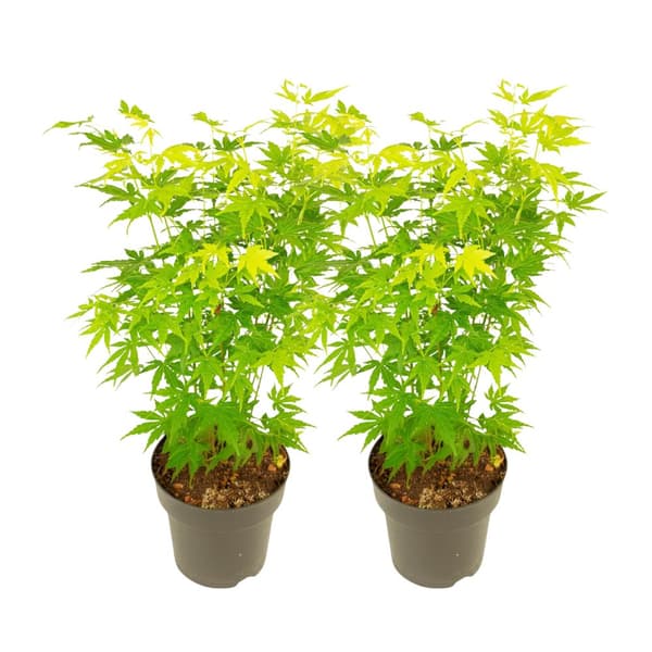 Japansk lönn - Set om 2 - Acer palmatum 'Going Green' - Höjd 35-55cm - ⌀15cm
